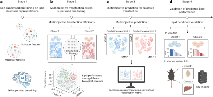 A multiobjective AI model for LNP engineering enhances tissue-selective mRNA delivery