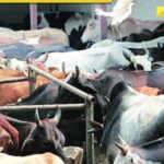 West Bengal Politics Shifts: After TMC ouster, Suvendu Adhikari-led government revives cattle slaughter curbs
