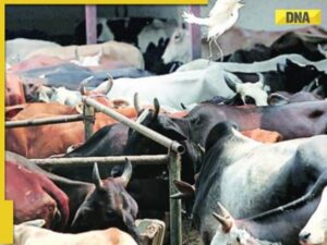 West Bengal Politics Shifts: After TMC ouster, Suvendu Adhikari-led government revives cattle slaughter curbs