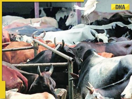 West Bengal Politics Shifts: After TMC ouster, Suvendu Adhikari-led government revives cattle slaughter curbs