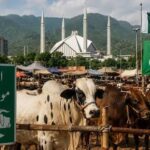 Islamabad to Sets Up 6 Official Cattle Markets for Eid ul Adha from May 10