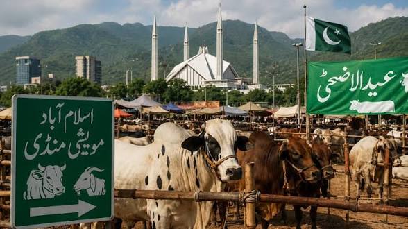 Islamabad to Sets Up 6 Official Cattle Markets for Eid ul Adha from May 10