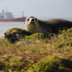 POLAR POLITICS: Iran war fuel chaos hits sub-Antarctic as remote Marion relief voyage severely delayed
