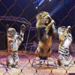 Egypt bans live animal performances in hotels and restaurants