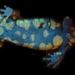 Fire salamanders may scare away predators with fluorescent glowing goo