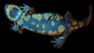 Fire salamanders may scare away predators with fluorescent glowing goo