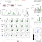 mRNA vaccine immunity is enhanced by hepatocyte detargeting and not dependent on dendritic cell expression