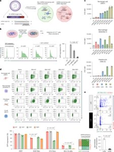 mRNA vaccine immunity is enhanced by hepatocyte detargeting and not dependent on dendritic cell expression
