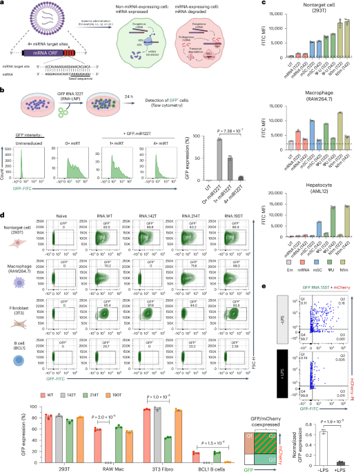 mRNA vaccine immunity is enhanced by hepatocyte detargeting and not dependent on dendritic cell expression