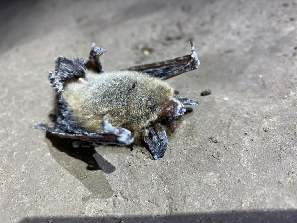 Lethal bat disease detected in Alberta’s Rocky Mountains for first time