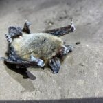 Lethal bat disease detected in Alberta’s Rocky Mountains for first time