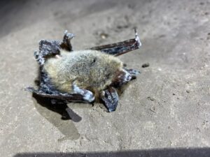Lethal bat disease detected in Alberta’s Rocky Mountains for first time