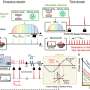 Chip-scale photonic approach achieves ultralow-noise microwave and millimeter-wave signal generation