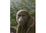 18-Million-Year-Old Ape Fossil From Egypt Suggests Modern Apes Originated Outside East Africa