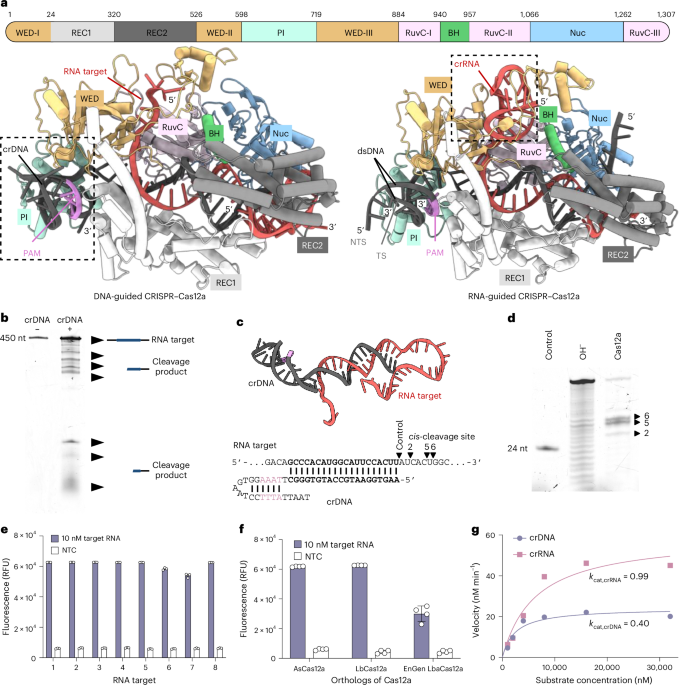 DNA-guided CRISPR–Cas12a effectors for programmable RNA recognition and cleavage