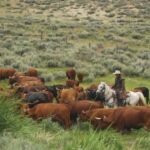 DOI, USDA Act to Aid Ranchers, Cut Consumer Costs | Mirage News
