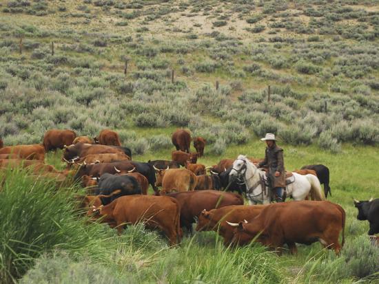 DOI, USDA Act to Aid Ranchers, Cut Consumer Costs | Mirage News