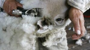 Global mohair supply flourishes in South Africa’s desert