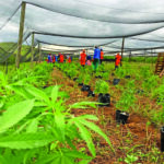 Cannabis industry gains serious momentum as Africa eyes multibillion-rand boom