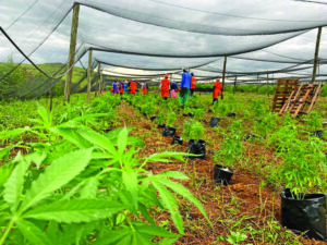 Cannabis industry gains serious momentum as Africa eyes multibillion-rand boom