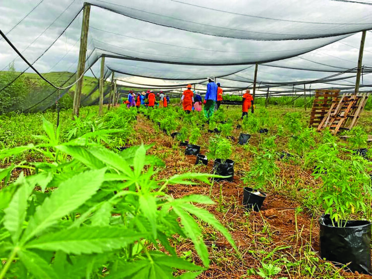 Cannabis industry gains serious momentum as Africa eyes multibillion-rand boom