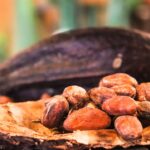 Cocoa Prices Sharply Lower on Improved Supply Outlook