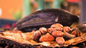 Cocoa Prices Sharply Lower on Improved Supply Outlook