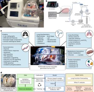 Digital twins of ex vivo human lungs enable accurate and personalized evaluation of therapeutic efficacy