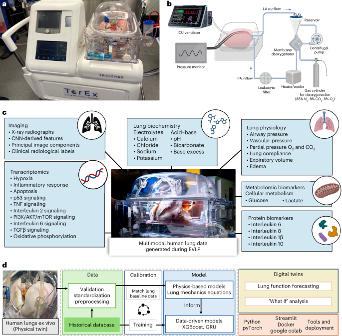 Digital twins of ex vivo human lungs enable accurate and personalized evaluation of therapeutic efficacy