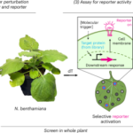 A single-cell screening platform accelerates functional genetics in plants