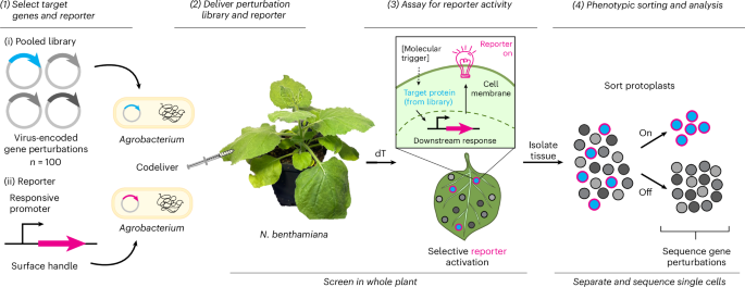 A single-cell screening platform accelerates functional genetics in plants