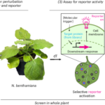 A PIVOT towards single-cell functional genetic screening in plants