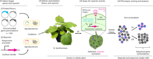 A PIVOT towards single-cell functional genetic screening in plants