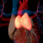 Thymus renaissance poised to boost health and longevity