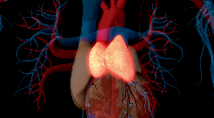 Thymus renaissance poised to boost health and longevity