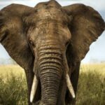 10 Wild Animals Ancient Cultures Successfully Tamed