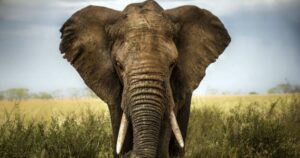 10 Wild Animals Ancient Cultures Successfully Tamed
