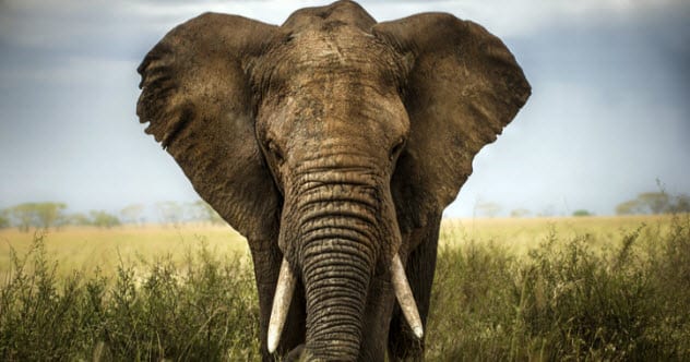 10 Wild Animals Ancient Cultures Successfully Tamed