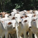 When 5,000 cattle is small: the global beef divide facing Irish farmers