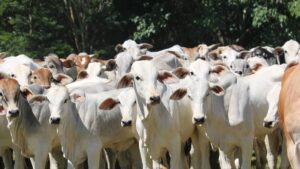 When 5,000 cattle is small: the global beef divide facing Irish farmers