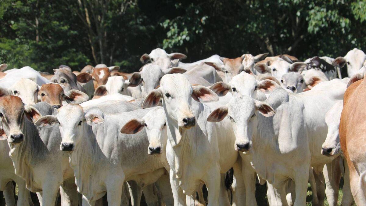 When 5,000 cattle is small: the global beef divide facing Irish farmers
