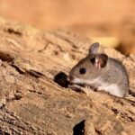 Polymarket Spreads Sensationalist Garbage About Hantavirus Case in U.S.