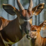 Kenya to receive 4 mountain bongos from European zoos