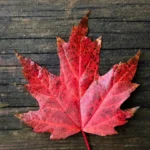 Canada Hotels Post Record 2025 As RevPAR Hits $143 and ADR Climbs to $216