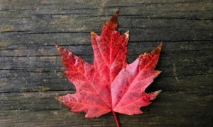 Canada Hotels Post Record 2025 As RevPAR Hits $143 and ADR Climbs to $216