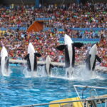 France to send its last captive orcas to marine park, not sanctuary