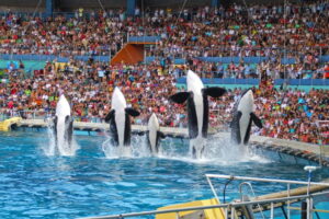France to send its last captive orcas to marine park, not sanctuary