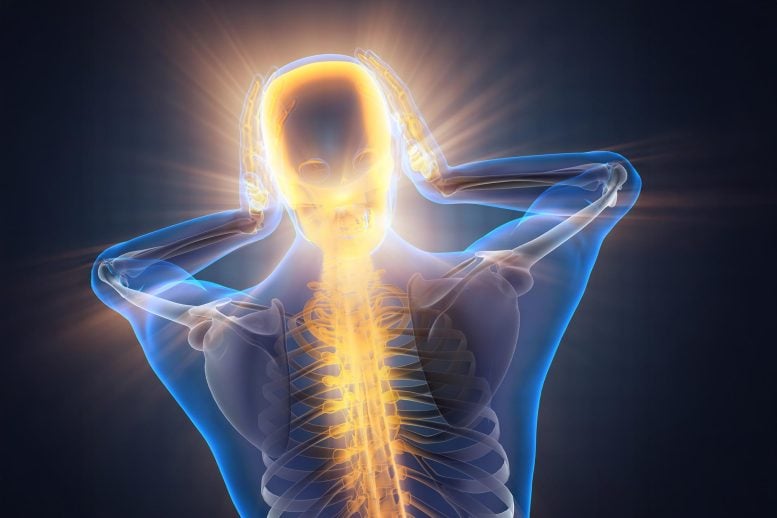 Stanford Scientists Discover Hidden Brain Circuit That Fuels Chronic Pain