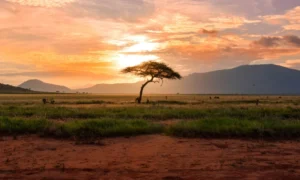 Kenya Drives Africa’s Tourism Growth With Economic and Sustainability Gains