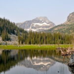 Invasive plant drives ecological change in America’s gigantic Selway–Bitterroot Wilderness (commentary)